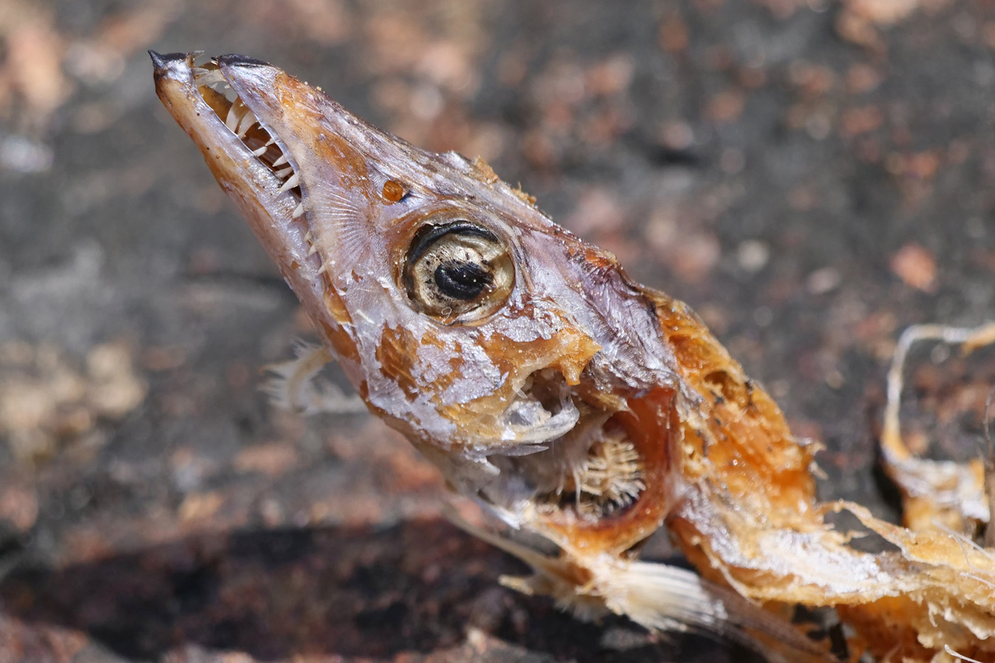 Largehead Hairtail